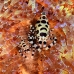 shrimp_coleman_bhr_tam_v_0522_bal6478.jpg